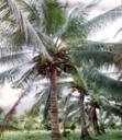 coconut_tree.jpg