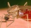 malaria_mosquito_head