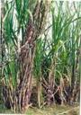 SugarCane