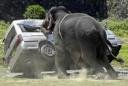 Elephant_Went_Wild_2007_Galle