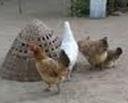 Hens_in_Wanni